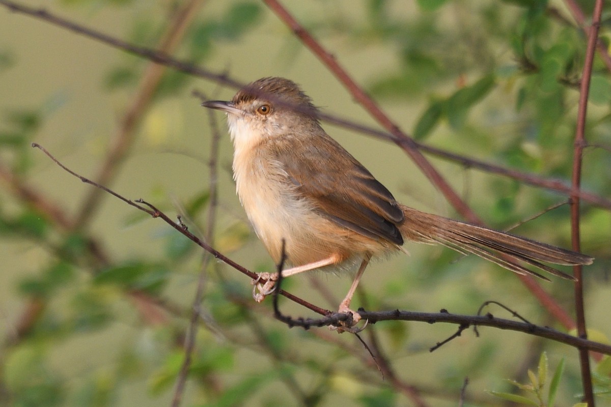 アジアマミハウチワドリ - ML645874551