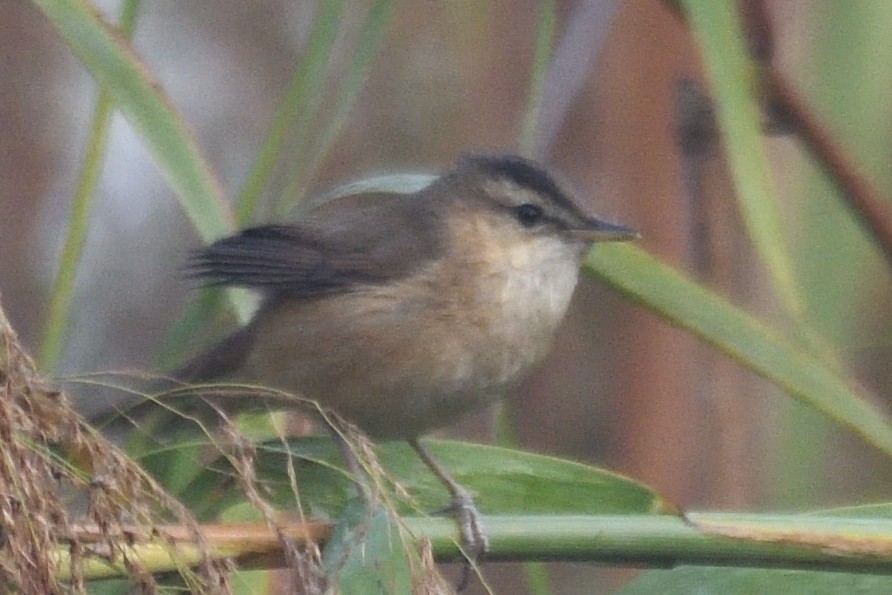 コヨシキリ - ML645874557