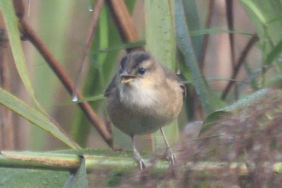 コヨシキリ - ML645874558