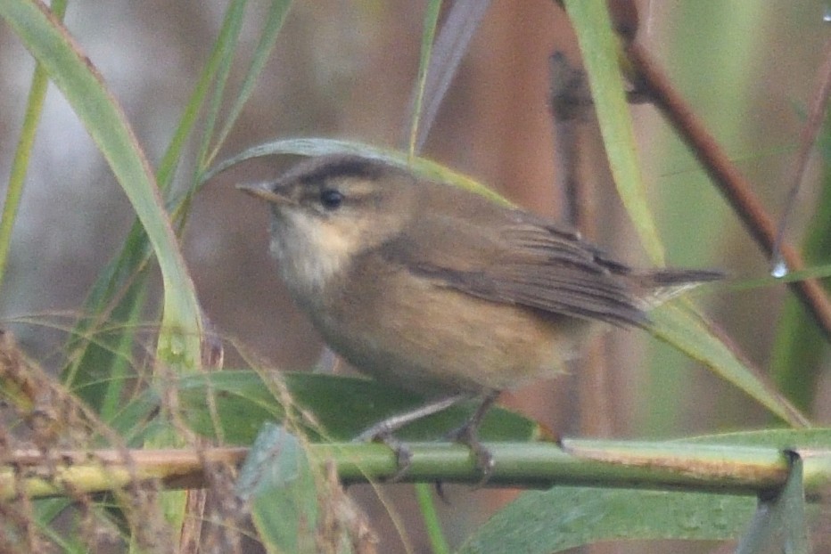 コヨシキリ - ML645874559