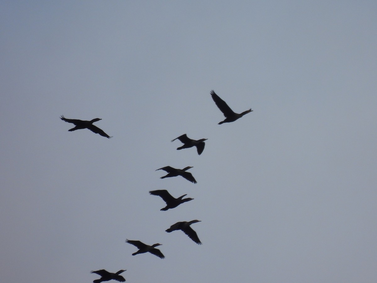 Double-crested Cormorant - ML645874561