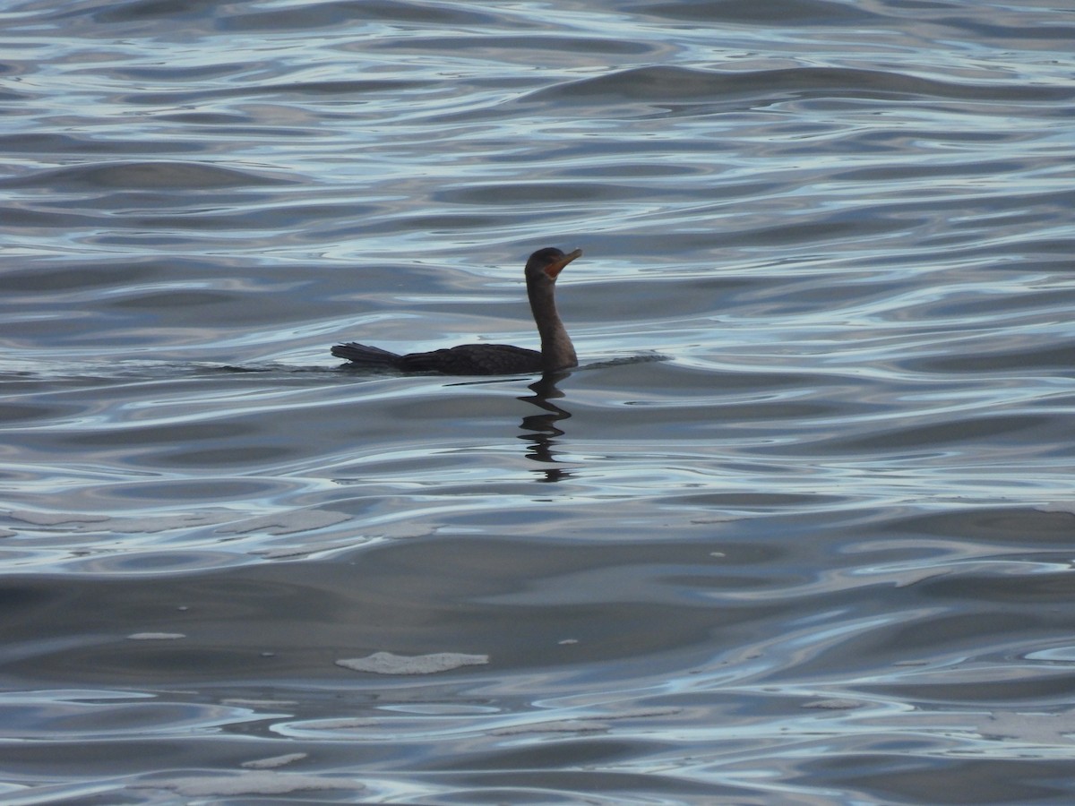Double-crested Cormorant - ML645874562