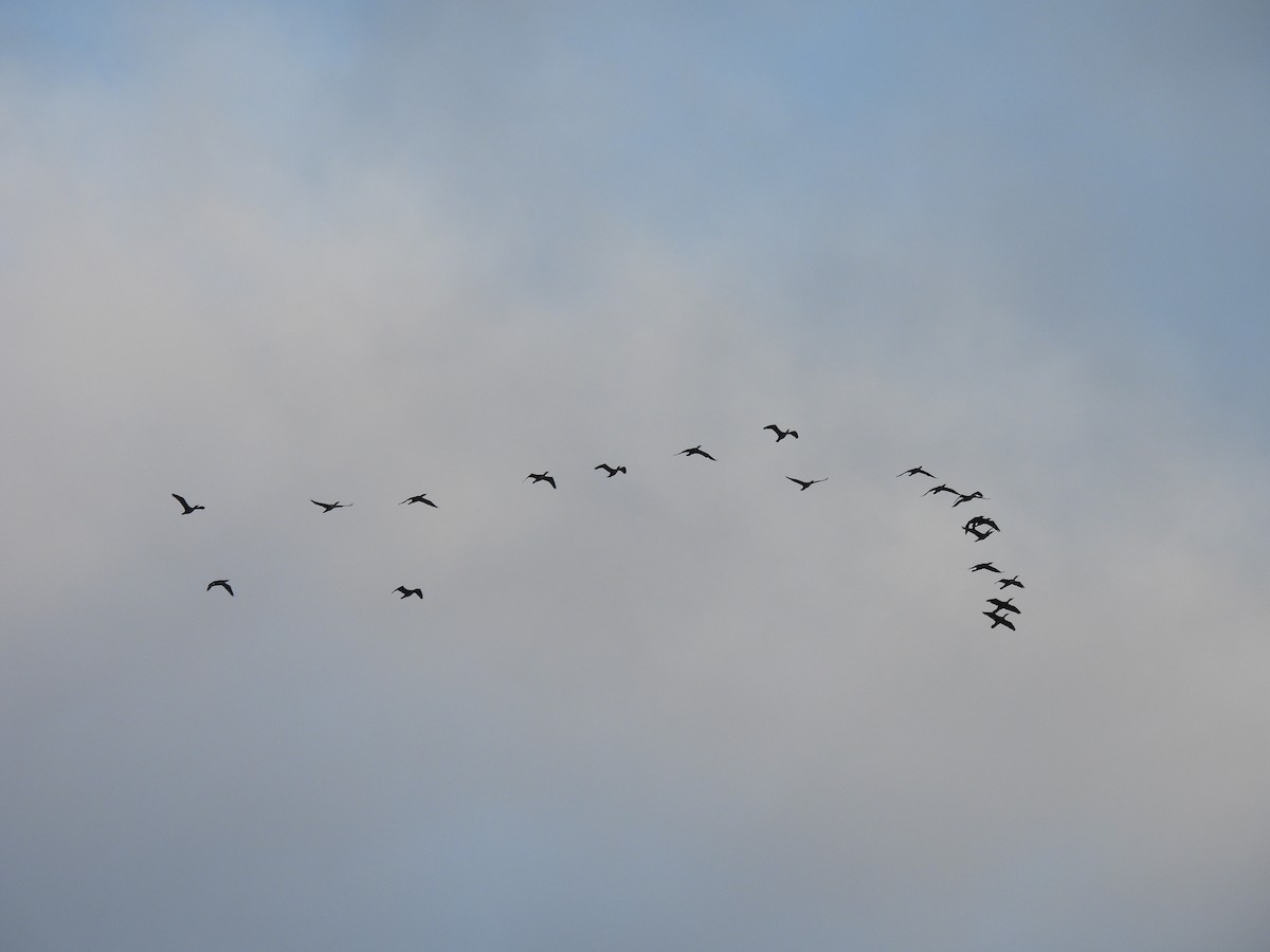 Double-crested Cormorant - ML645874563