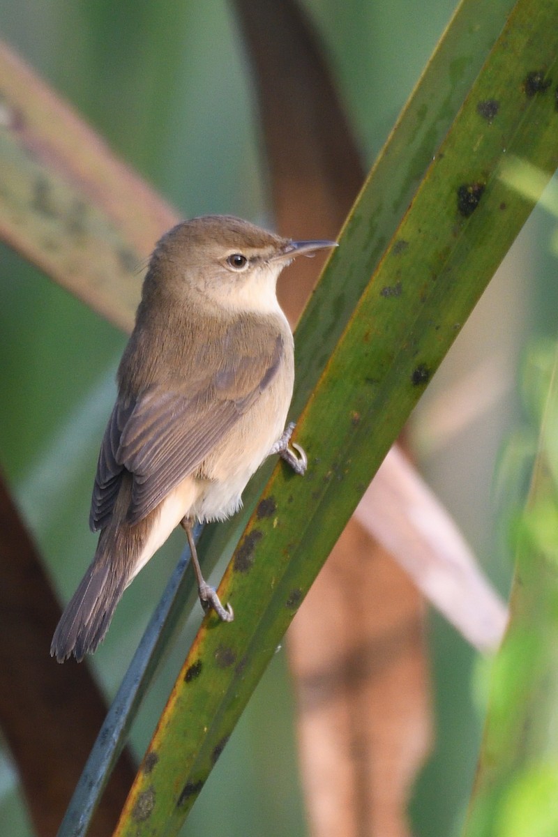 ヤブヨシキリ - ML645874579