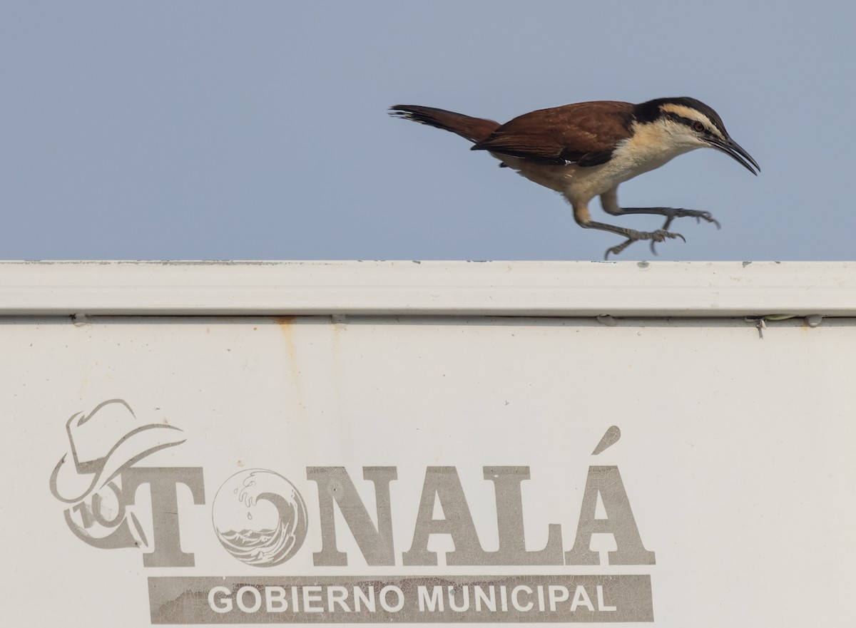 Giant Wren - ML645874580