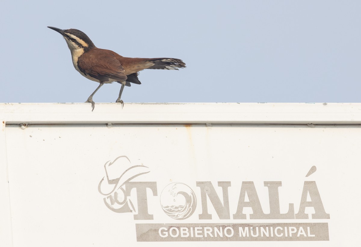 Giant Wren - ML645874581