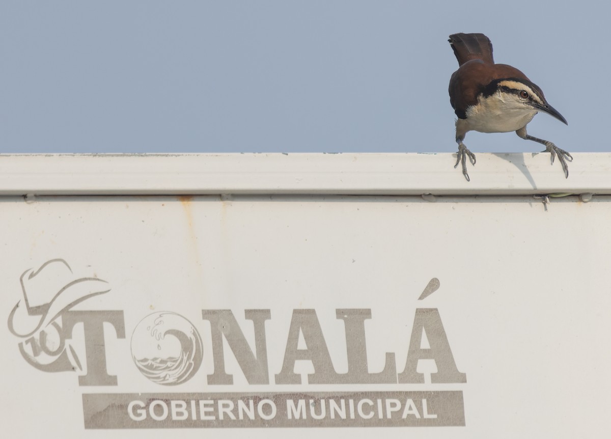 Giant Wren - ML645874582