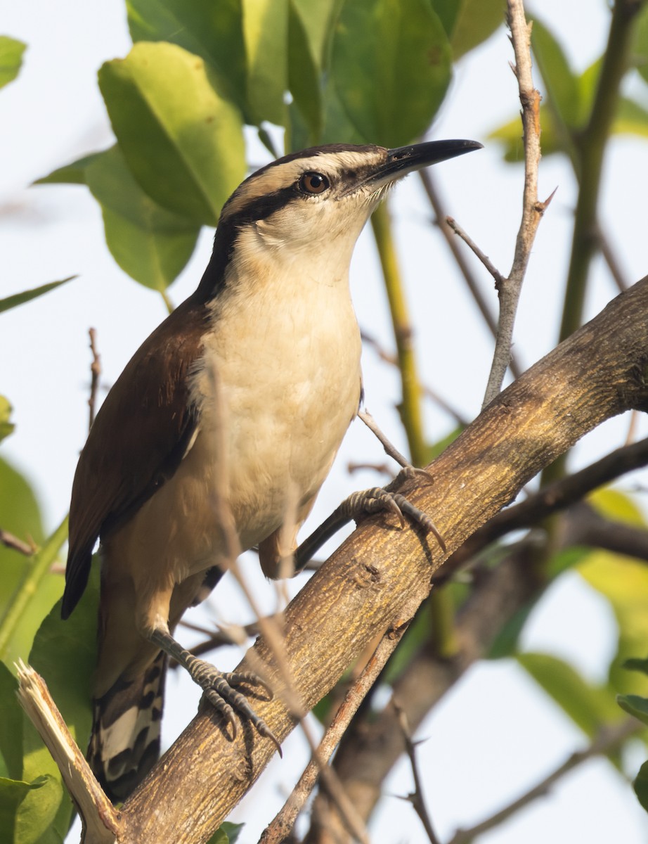 Giant Wren - ML645874583
