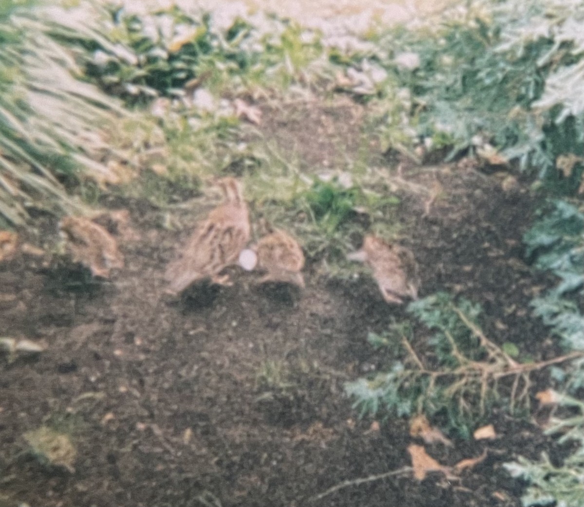 Northern Bobwhite - ML645874595