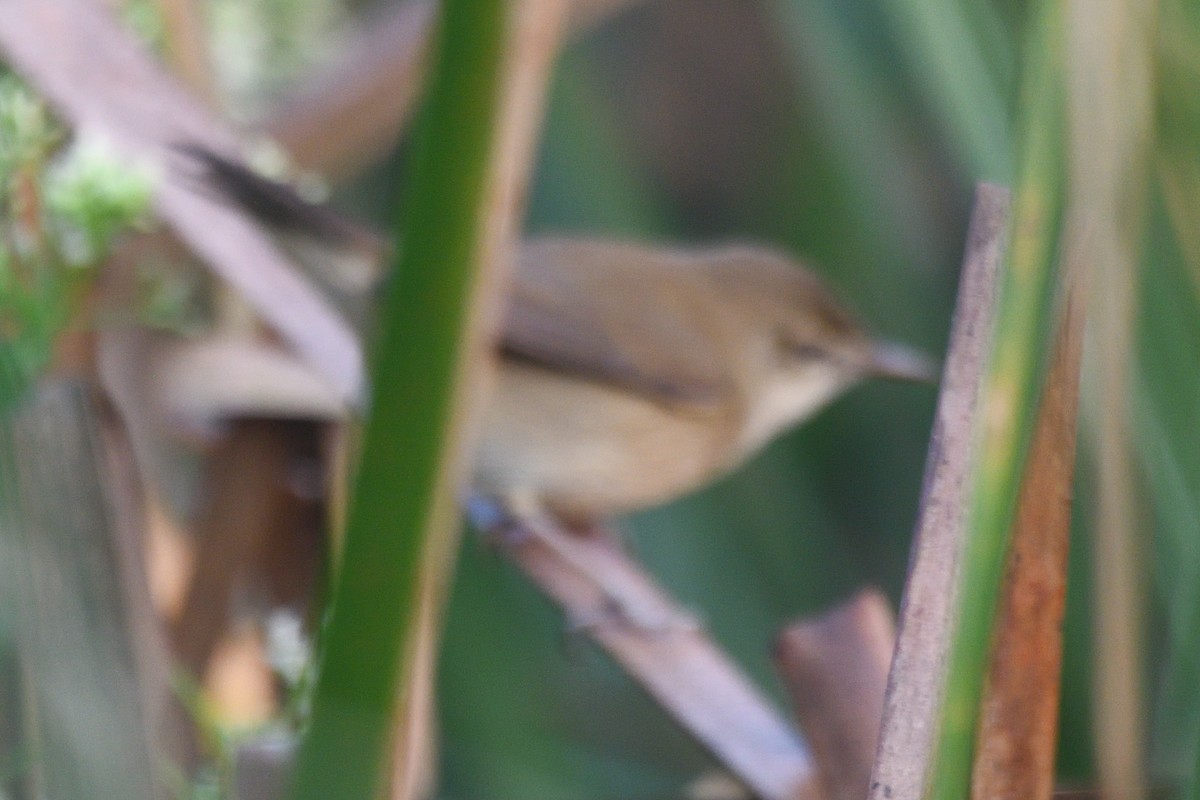Clamorous Reed Warbler - ML645874599