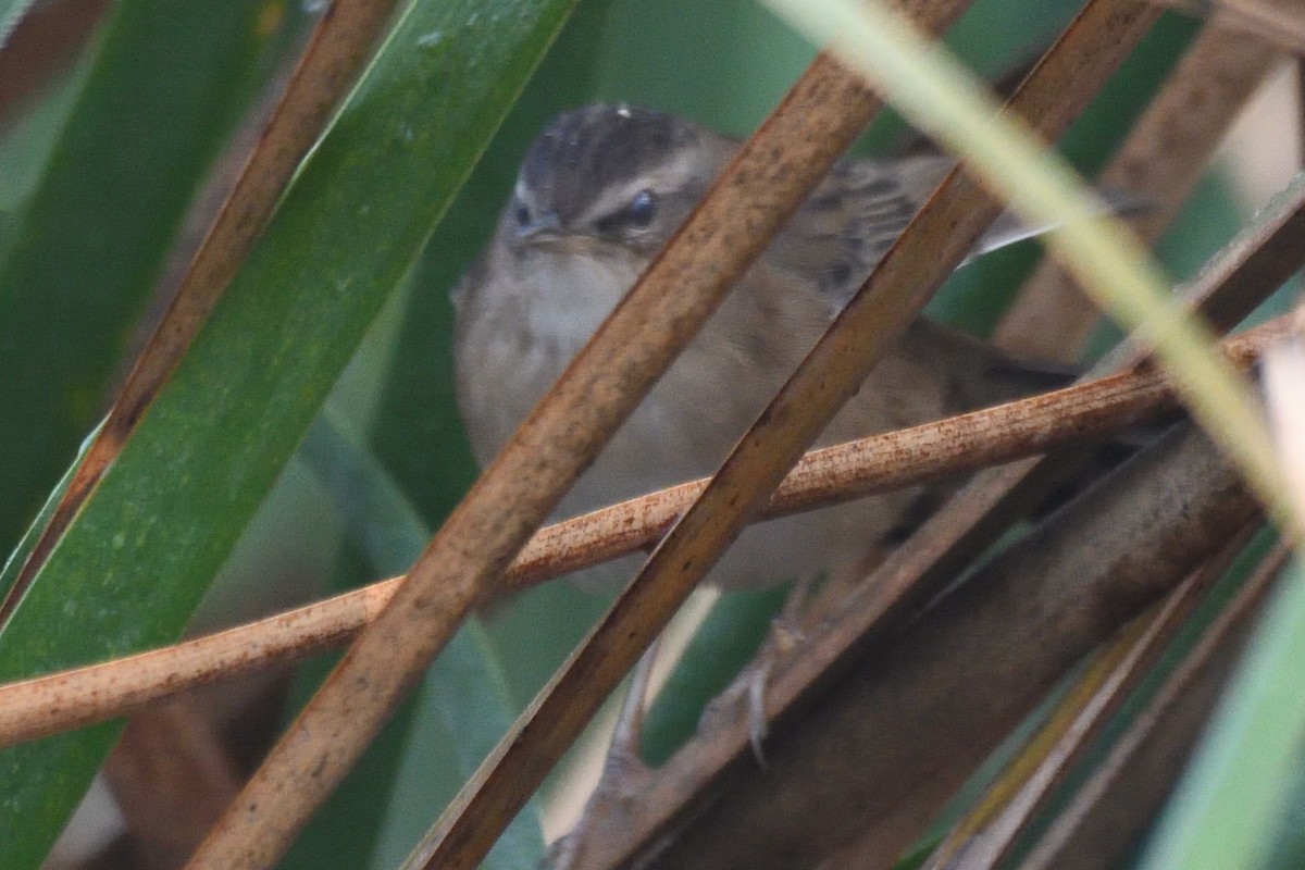 シベリアセンニュウ - ML645874609