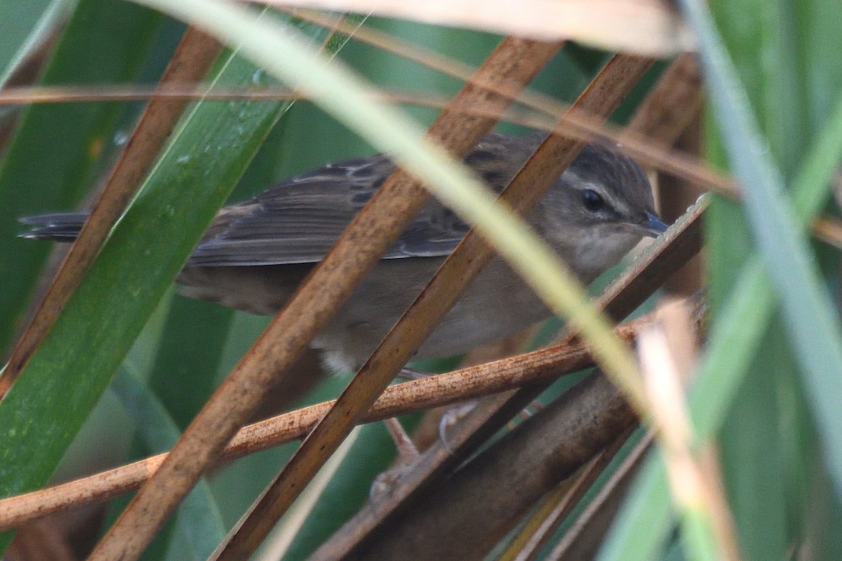 シベリアセンニュウ - ML645874610