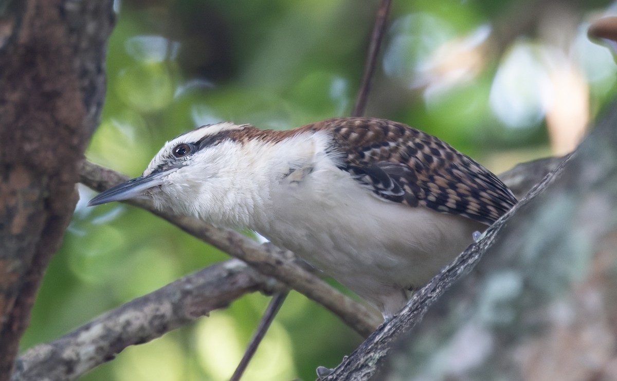Rufous-backed Wren (Rufous-backed) - ML645874621