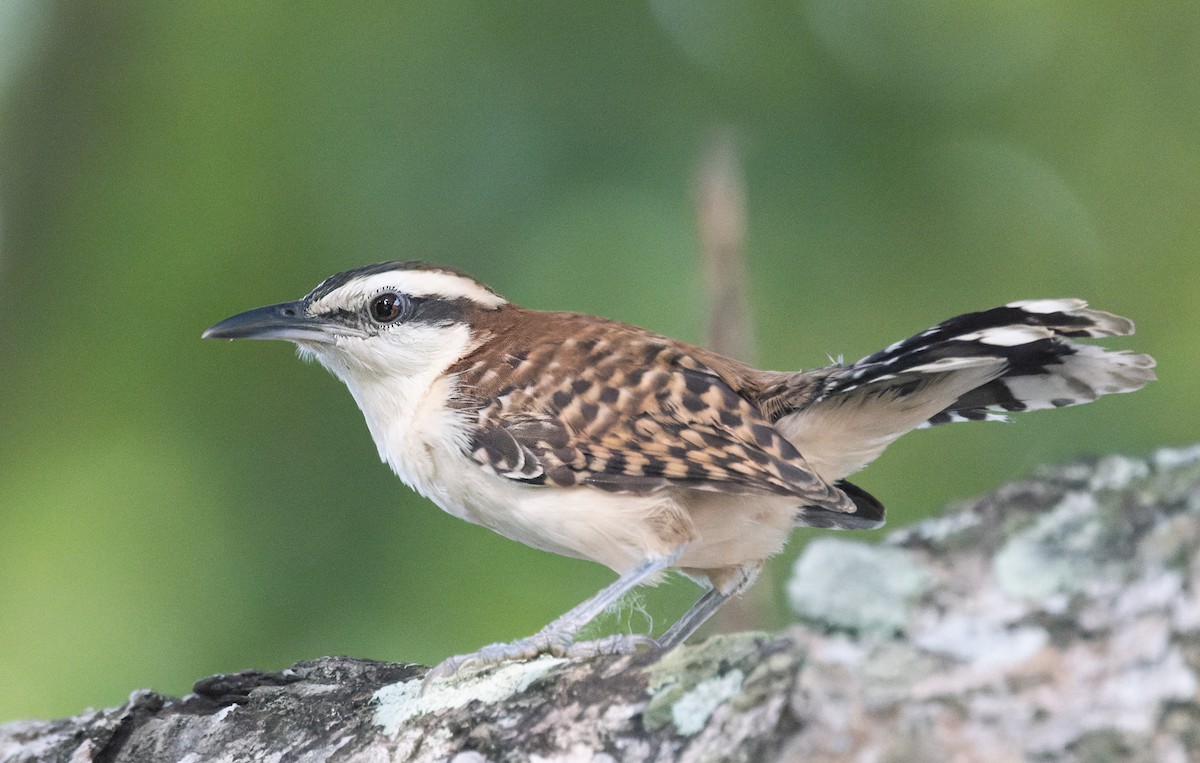 Rufous-backed Wren (Rufous-backed) - ML645874622