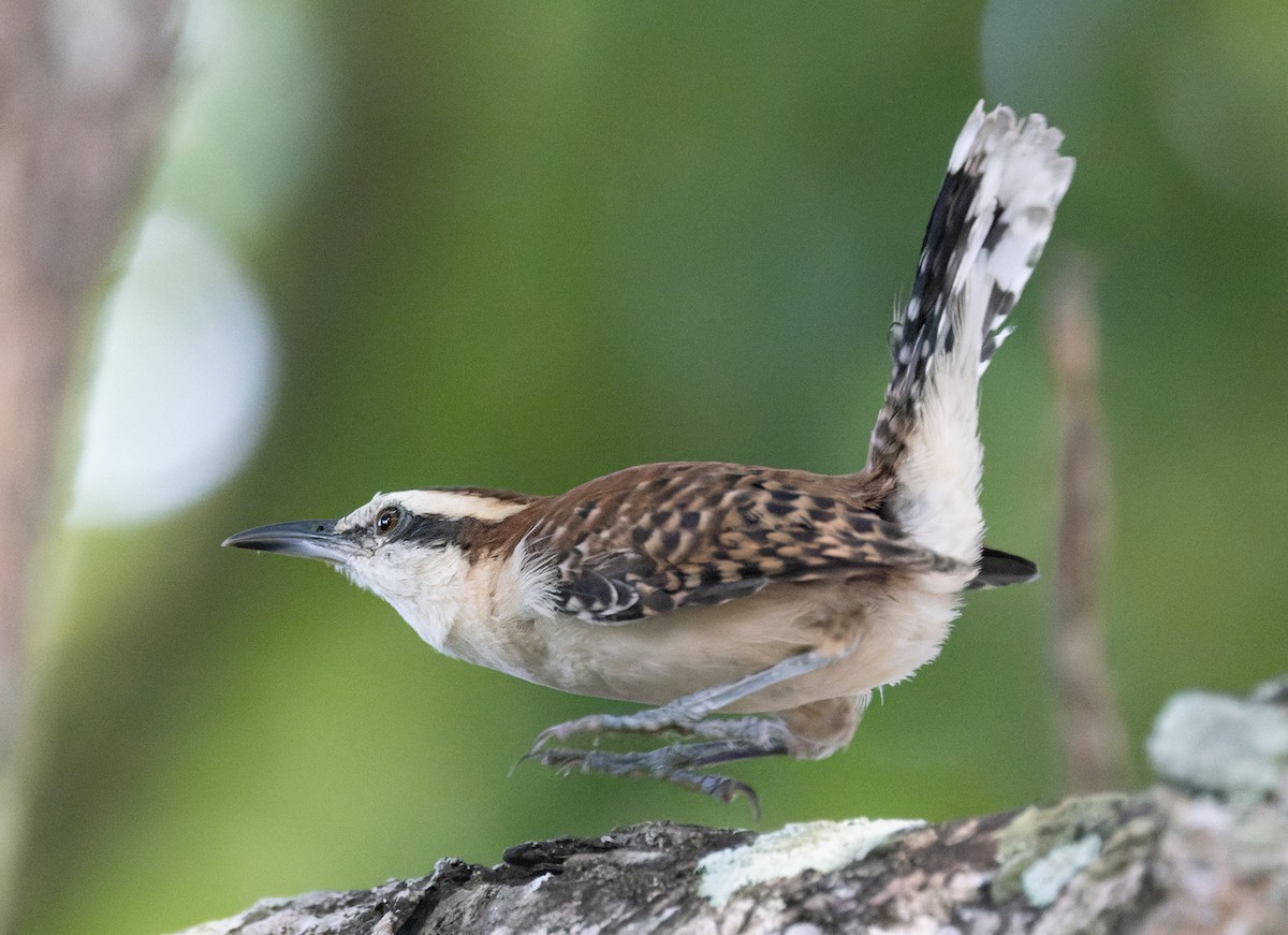 Rufous-backed Wren (Rufous-backed) - ML645874623