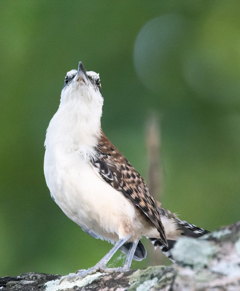 Rufous-backed Wren (Rufous-backed) - ML645874624