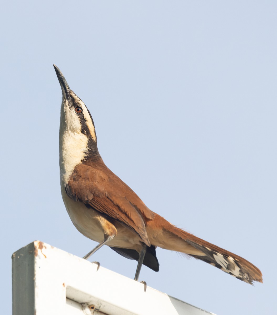 Giant Wren - ML645874629