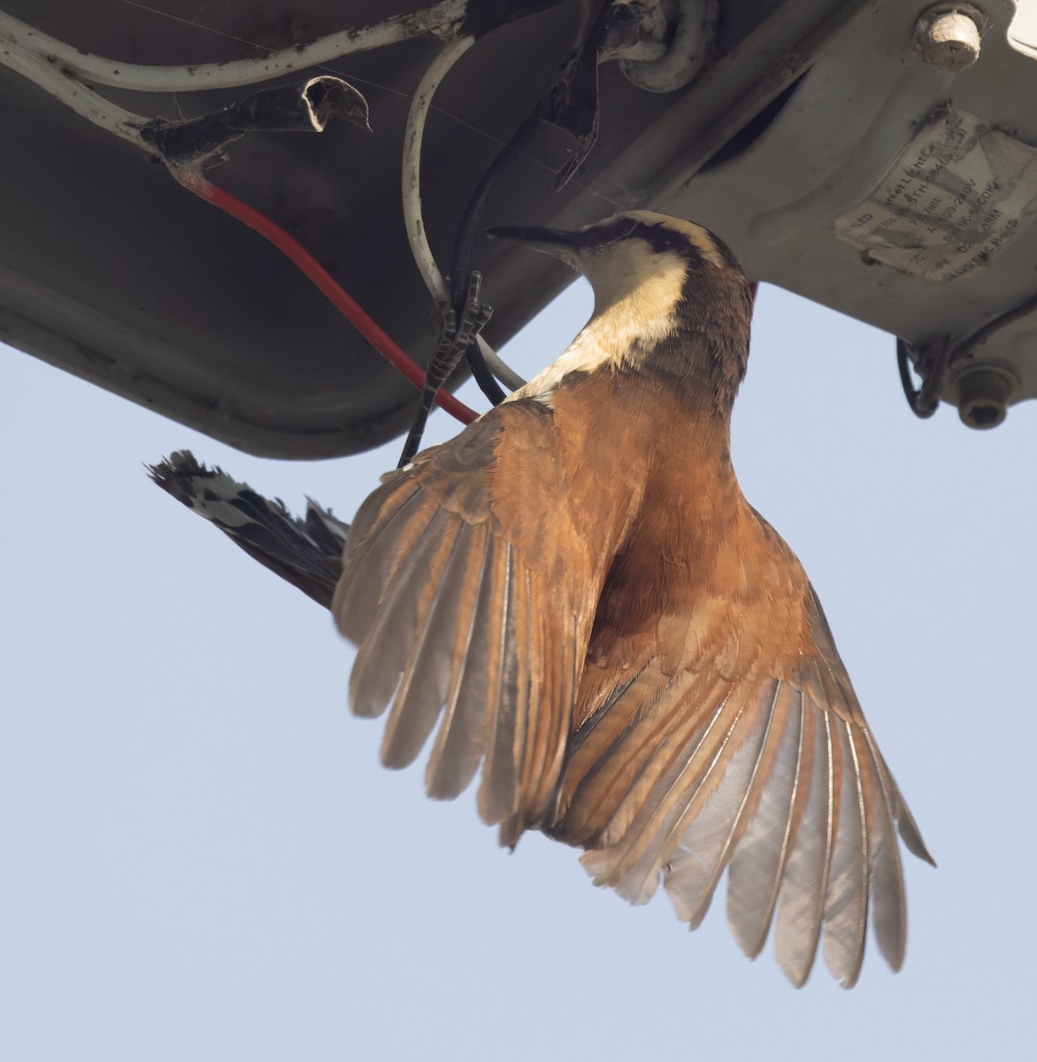 Giant Wren - ML645874630