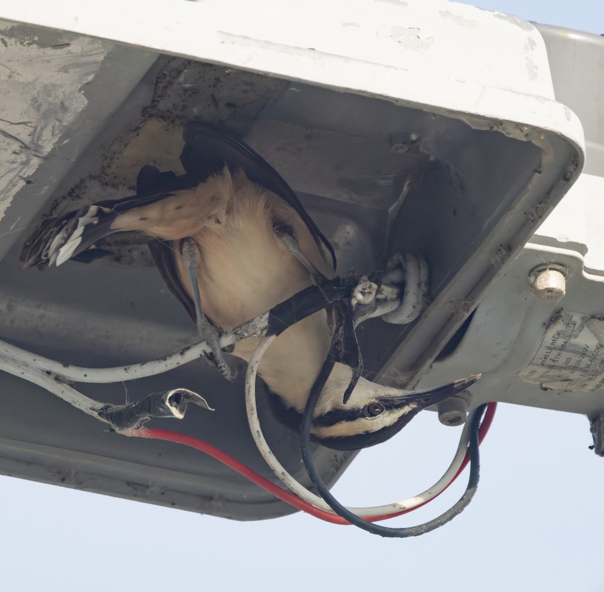 Giant Wren - ML645874631