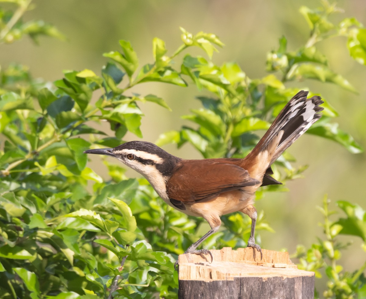 Giant Wren - ML645874632