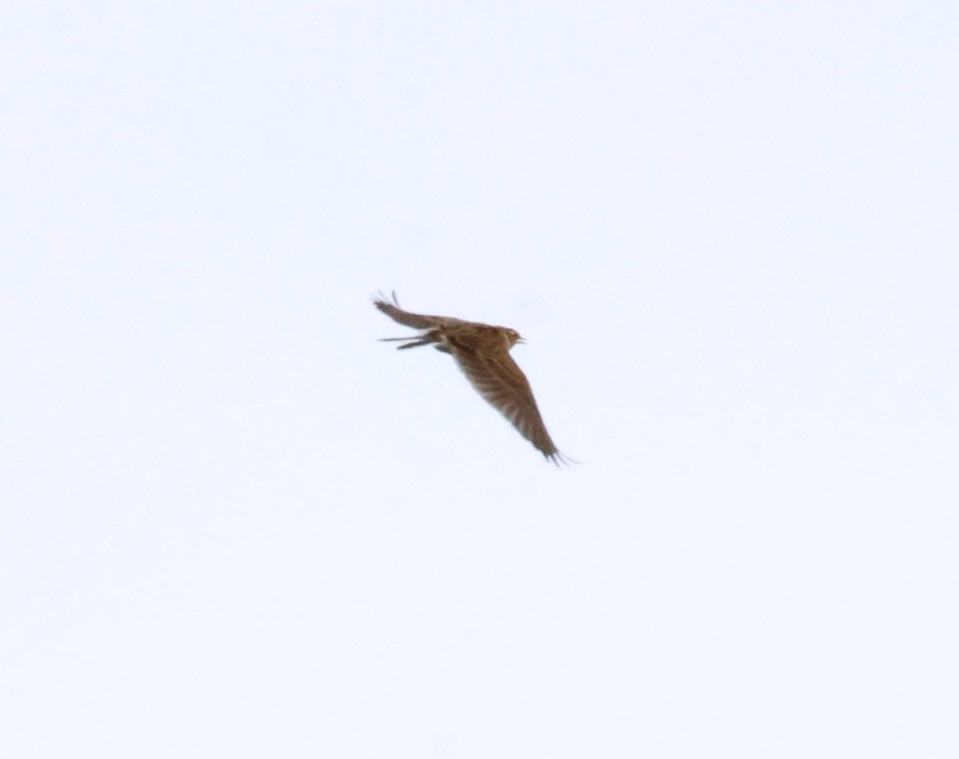 Eurasian Skylark (Asian) - ML645874636