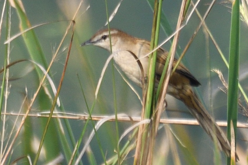 オニセッカ - ML645874640