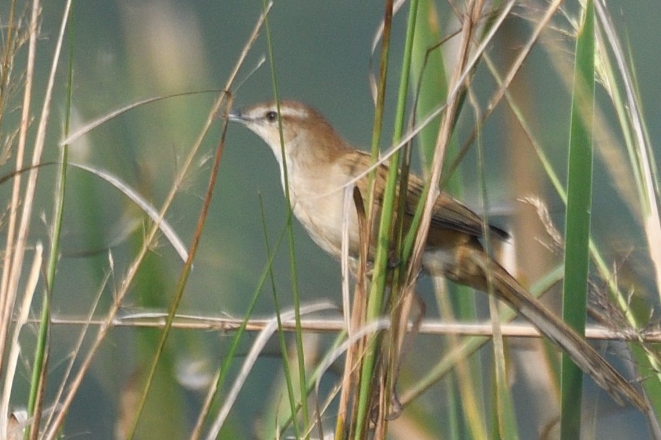 オニセッカ - ML645874641