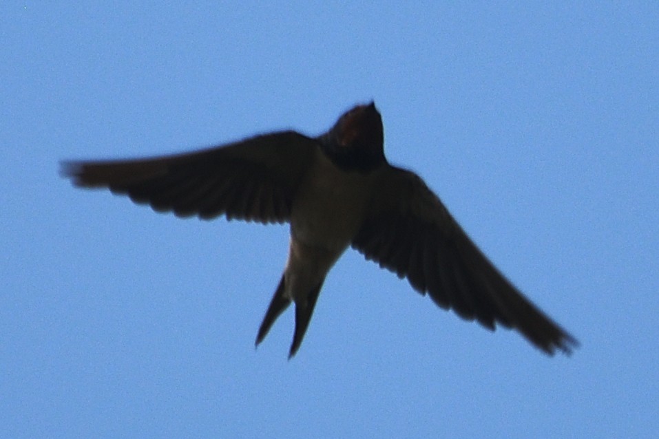 Ластівка сільська - ML645874652