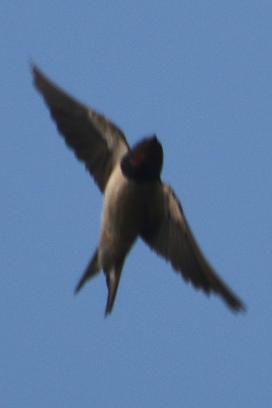 Ластівка сільська - ML645874653