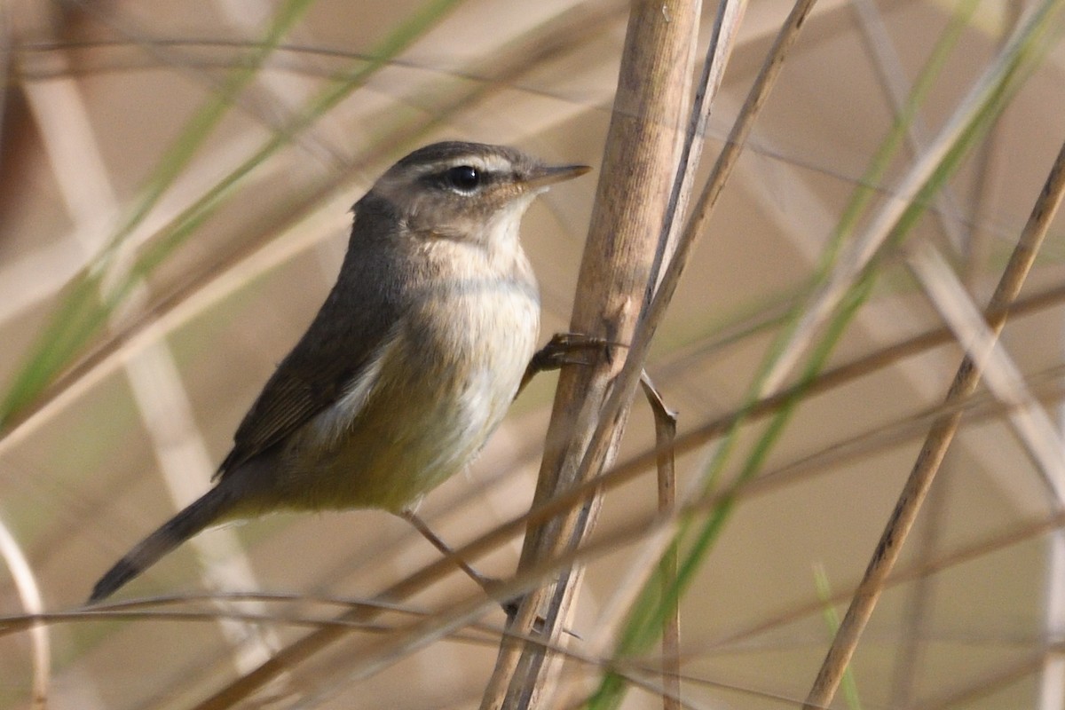 Esmer Çıvgın - ML645874659