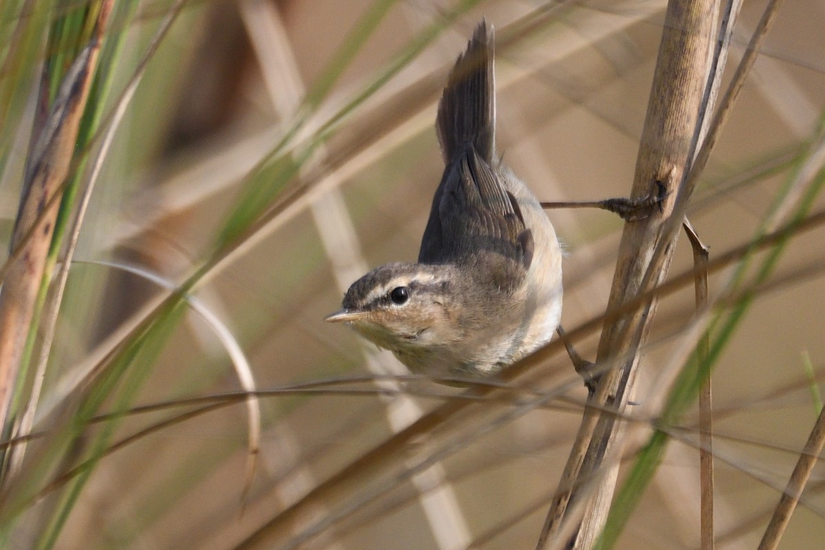 Esmer Çıvgın - ML645874660
