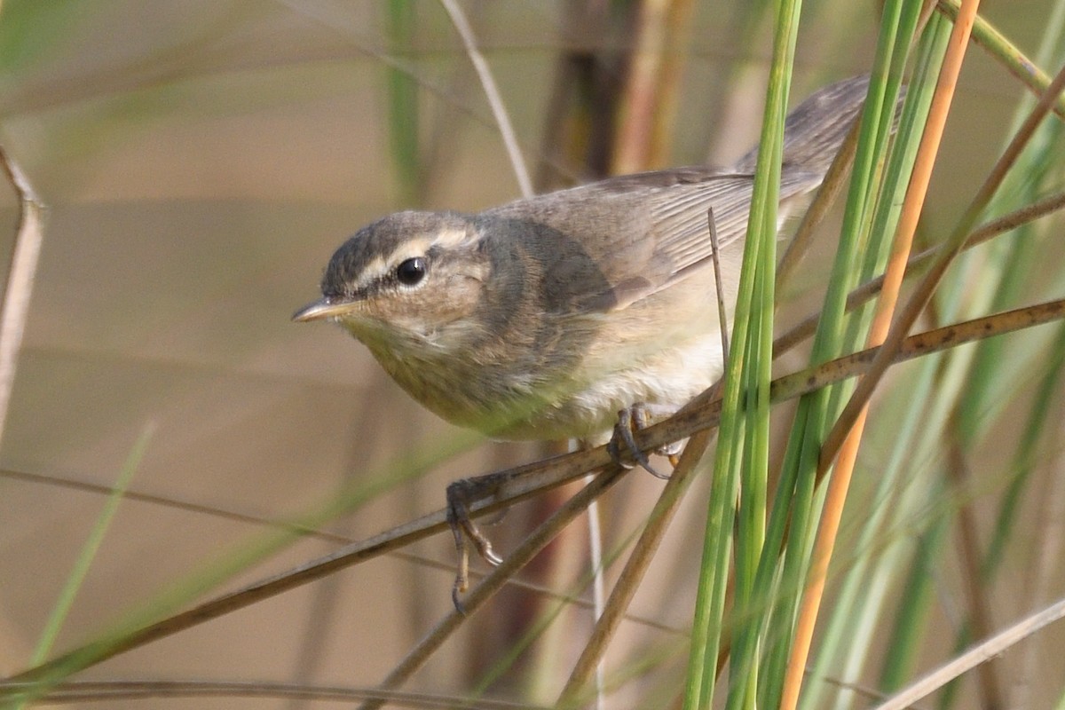 Esmer Çıvgın - ML645874661