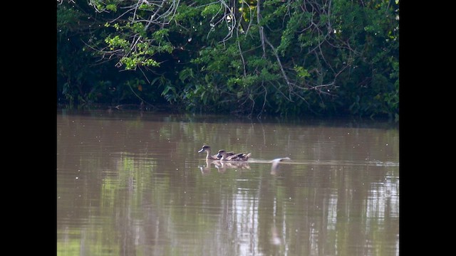 Sunda Teal - ML645874668