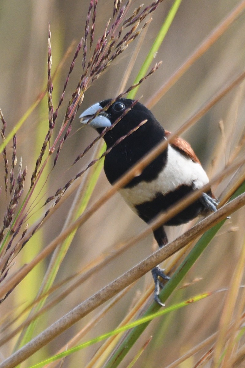 ギンパラ - ML645874688