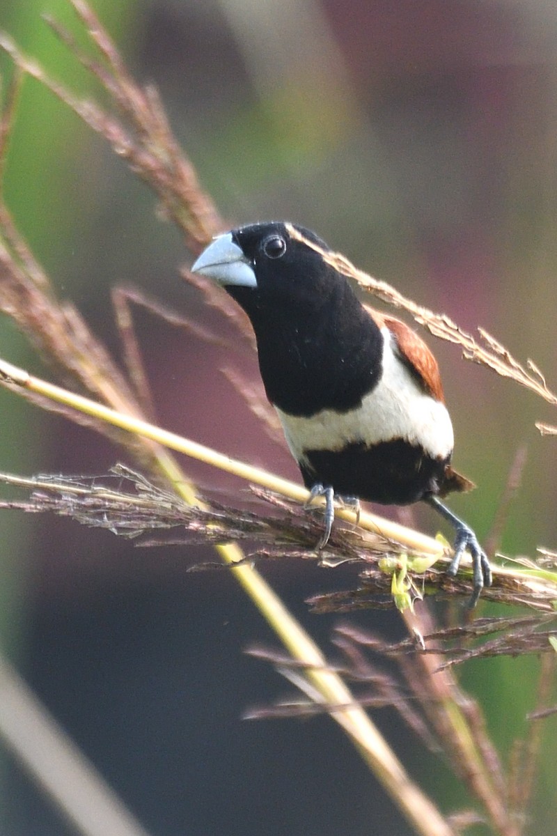 ギンパラ - ML645874689