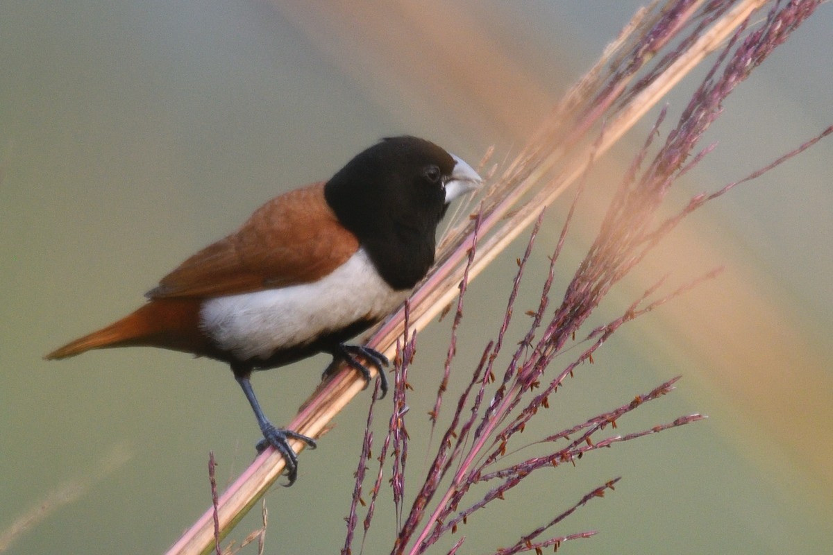 ギンパラ - ML645874690