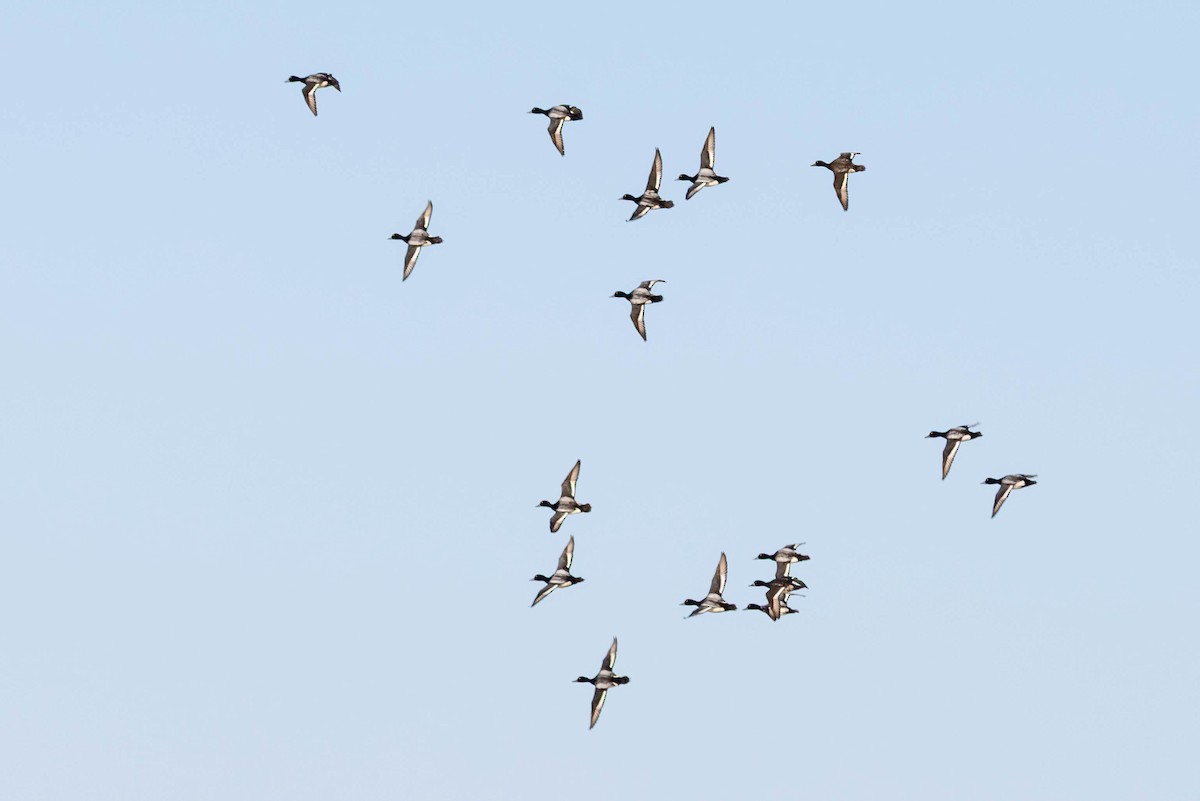 コスズガモ - ML645874692