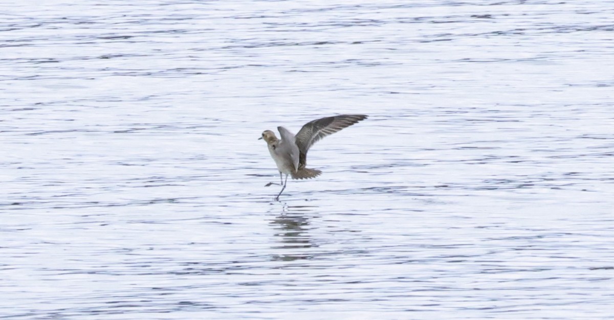 Piviere orientale - ML645874693