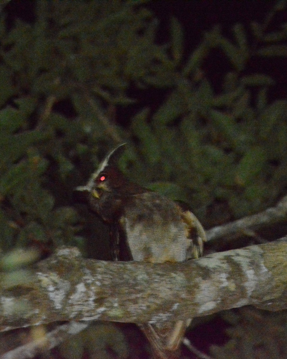 Crested Owl - ML645874694