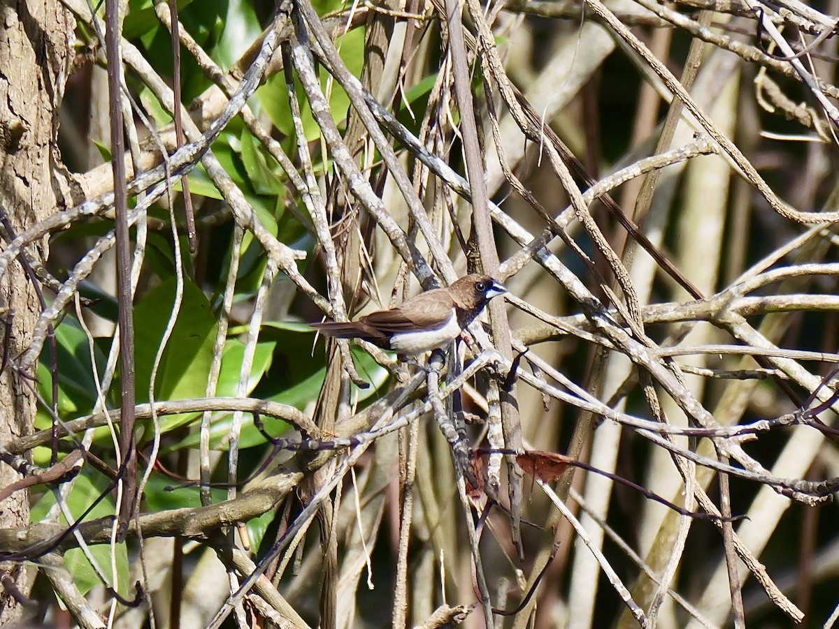 Javan Munia - ML645874696