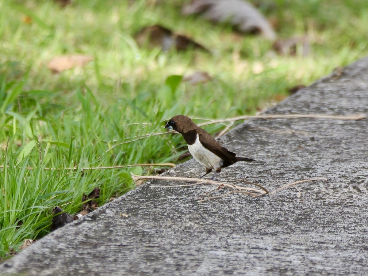 Javan Munia - ML645874697