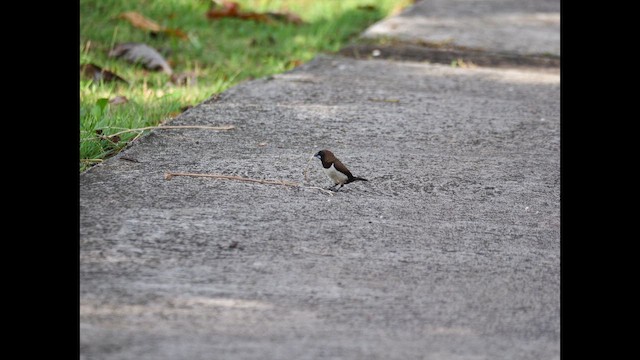 Javan Munia - ML645874698