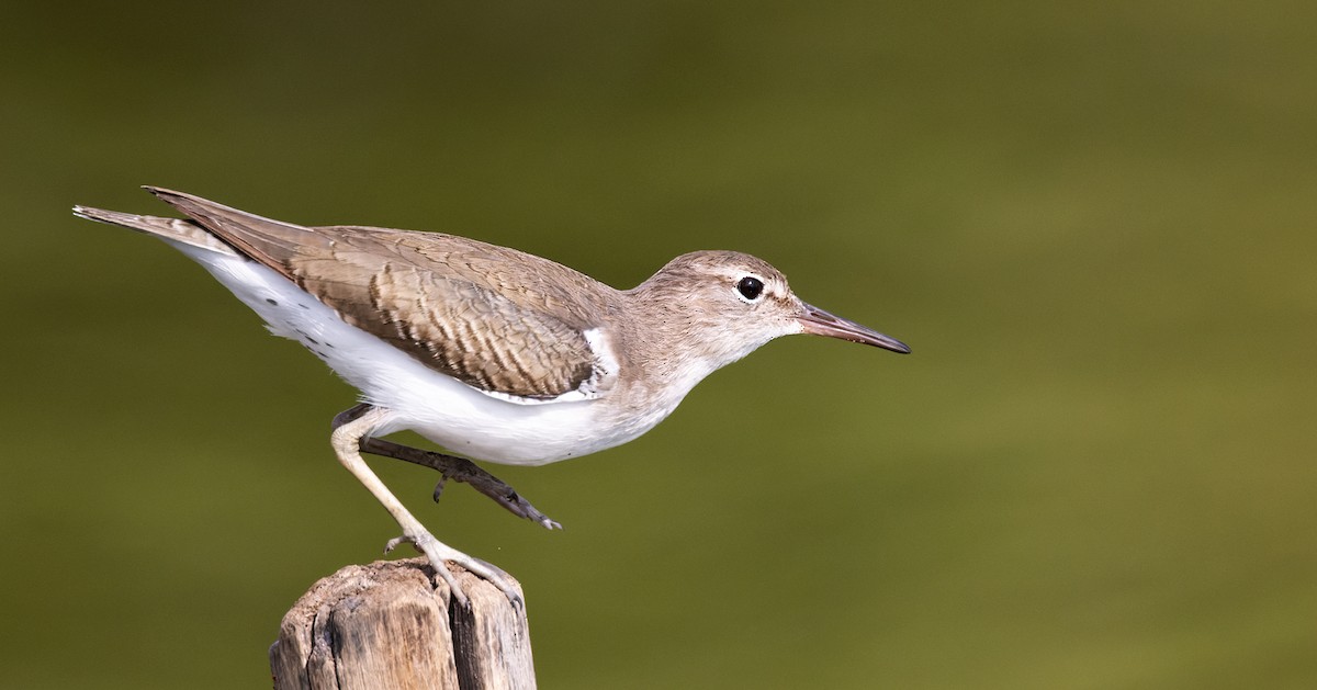 Spotted Sandpiper - ML645874703