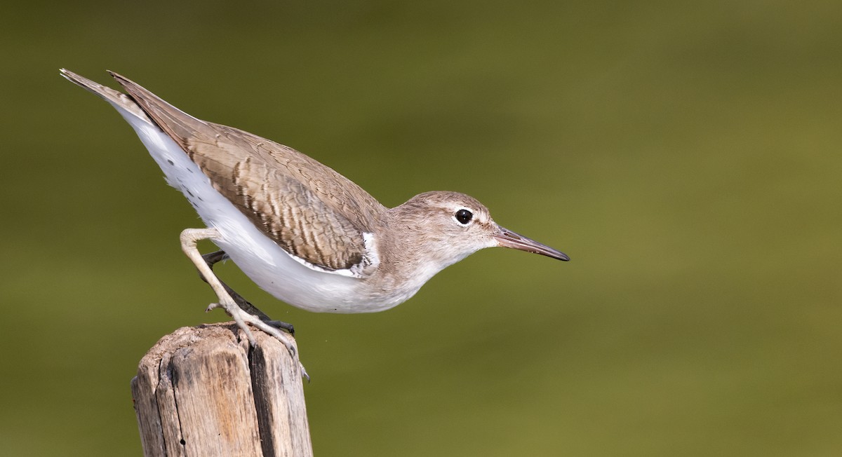 Spotted Sandpiper - ML645874704