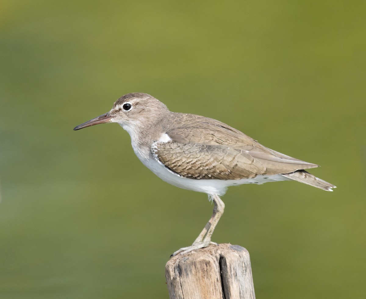 Spotted Sandpiper - ML645874705