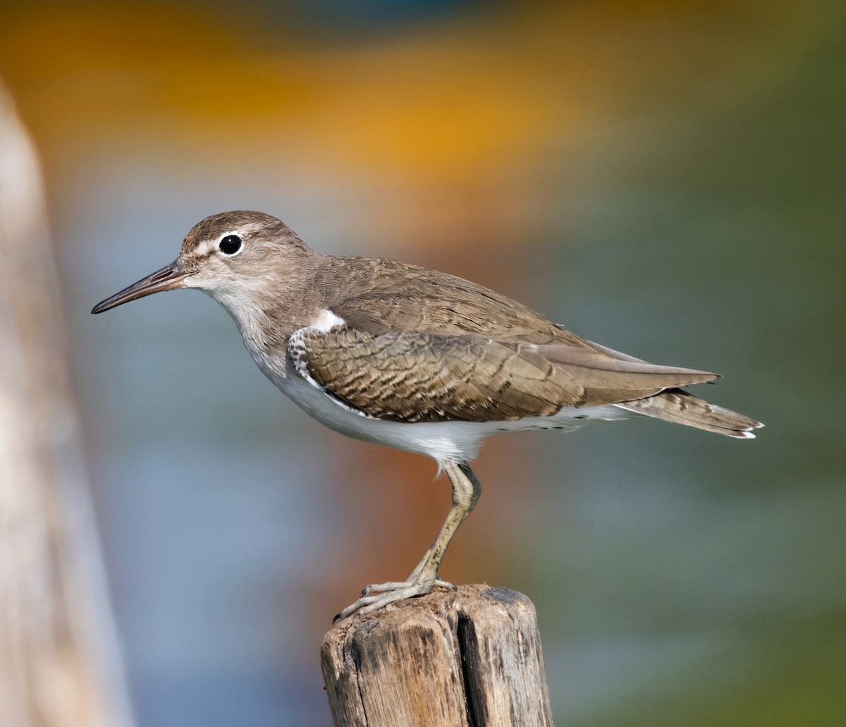 Spotted Sandpiper - ML645874706