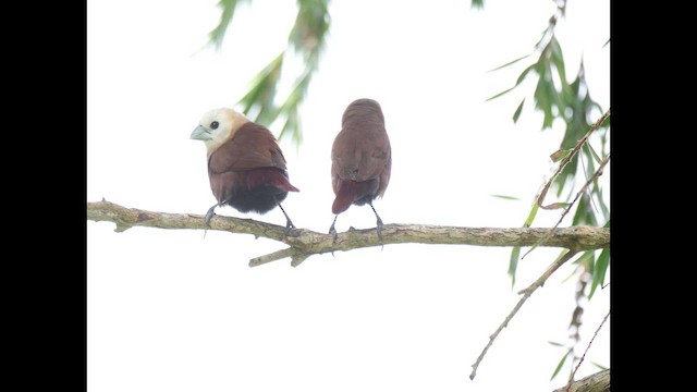 Capuchino Cabeciblanco - ML645874709