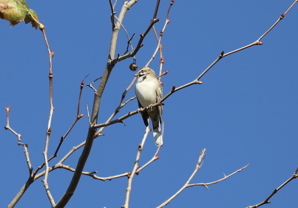 Lark Sparrow - ML645874723