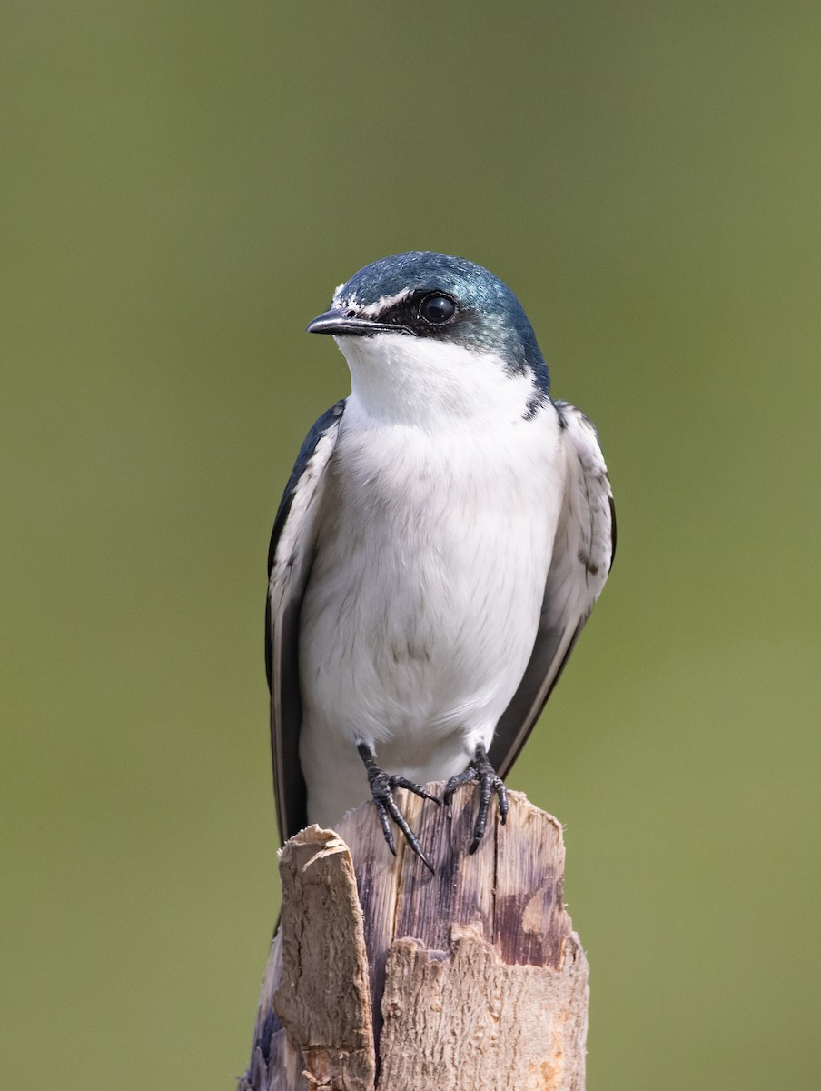 Mangrove Swallow - ML645874727
