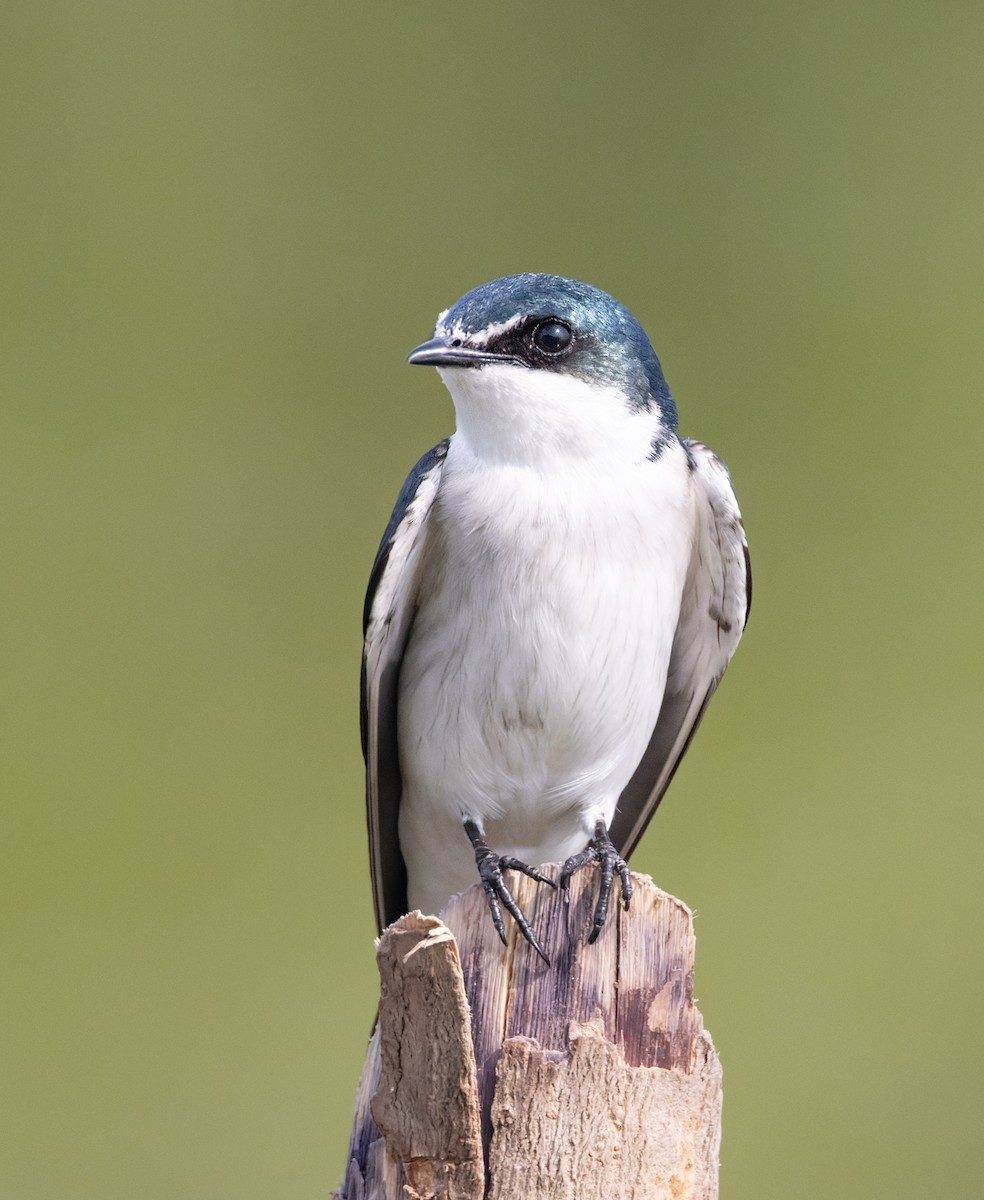 Mangrove Swallow - ML645874728
